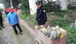 武都网红吃瓜事件视频完整版,揭秘视频完整版背后的真相与争议